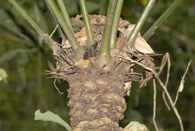 Cycas inermis, photographed by Eugene Popov