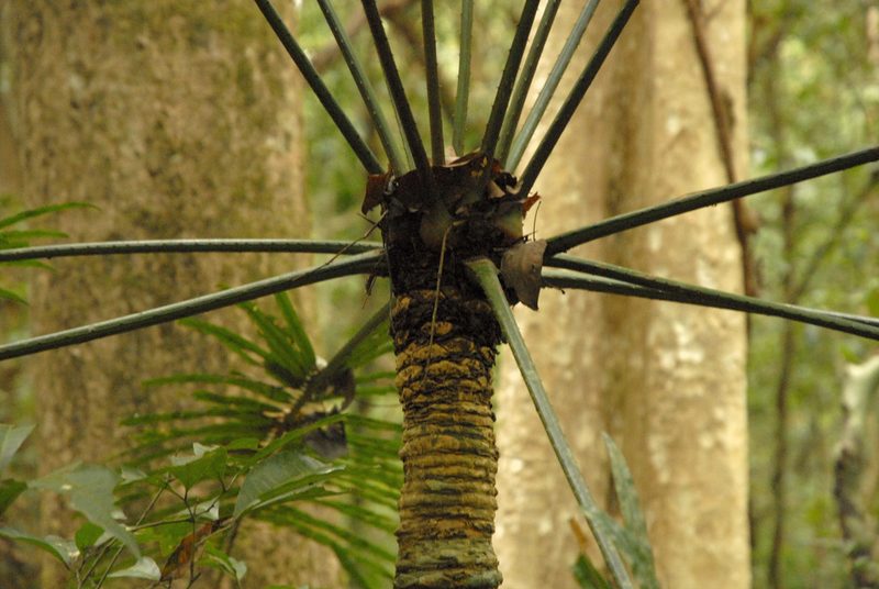 Cycas inermis, photographed by Eugene Popov