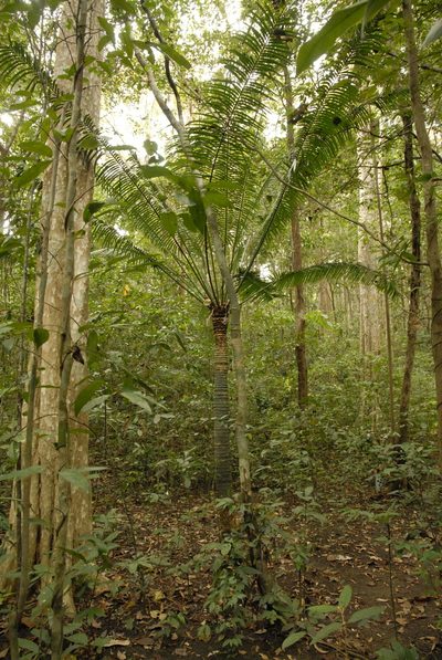 Cycas inermis, photographed by Eugene Popov