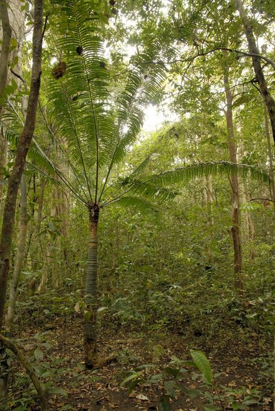 Cycas inermis, photographed by Eugene Popov