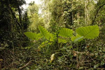 Leucocasia gigantea, photographed by Eugene Popov