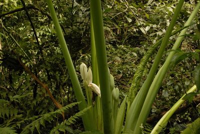 Leucocasia gigantea, photographed by Eugene Popov