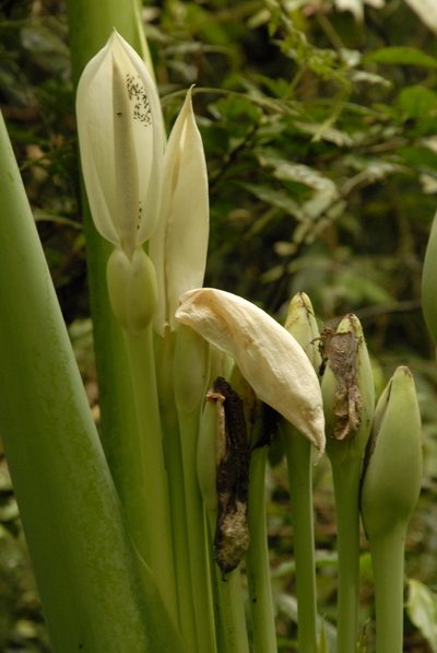 Leucocasia gigantea, photographed by Eugene Popov