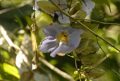 Thunbergia laurifolia, photographed by Eugene Popov