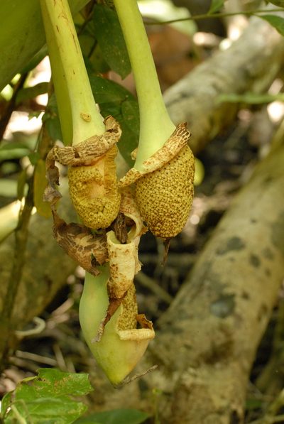 Leucocasia gigantea, photographed by Eugene Popov