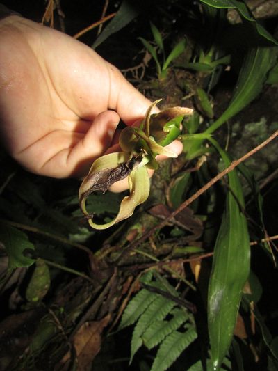 Zygosepalum labiosum, photographed by Círculo de Investigación en Taxonomía, Florística y Ecología Vegetal