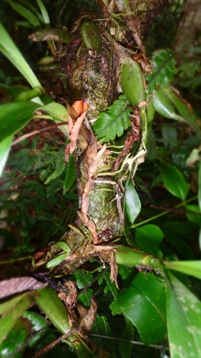 Zygosepalum labiosum, photographed by Círculo de Investigación en Taxonomía, Florística y Ecología Vegetal