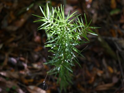 Halocarpus kirkii, photographed by Bruce Calvert