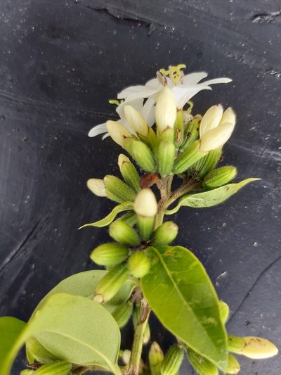 Cordia gerascanthus, photographed by tonyblake