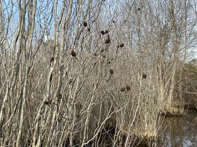 Alnus maritima, photographed by Judy Gallagher