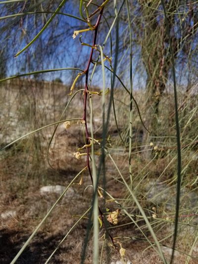 Acacia stenophylla, photographed by Rod