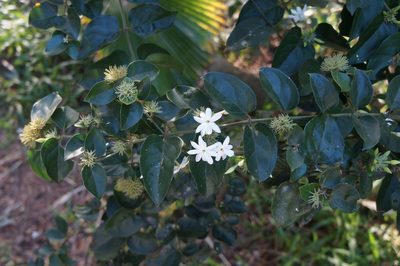 Jasminum multiflorum, photographed by Henggang Cui