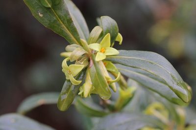 Daphne pseudomezereum, photographed by Yoshimasa Uchiyama