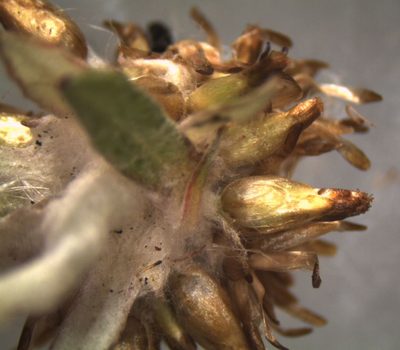 Euchiton limosus, photographed by John Steel