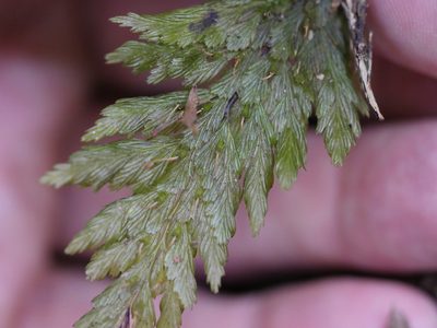 Abrodictyum elongatum, photographed by Bruce Calvert