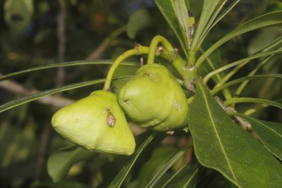 Cascabela gaumeri, photographed by Juan Cruzado Cortés