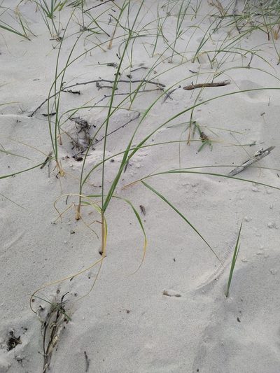 Panicum racemosum, photographed by Noelia