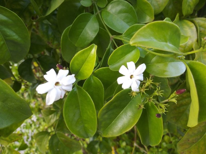 Jasminum dichotomum, photographed by Andrew Durso
