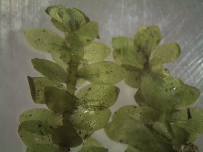 Achrophyllum dentatum, photographed by John Steel