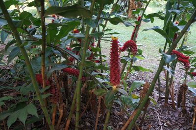 Costus comosus, photographed by Henggang Cui