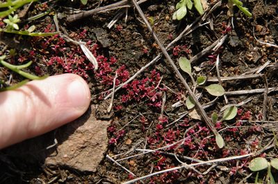 Crassula aquatica, photographed by Eric Knight
