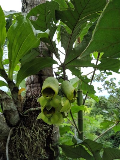 Catasetum macrocarpum, photographed by Macelo Costa