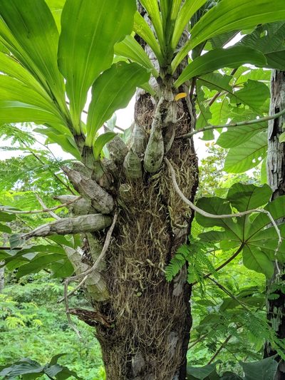 Catasetum macrocarpum, photographed by Macelo Costa