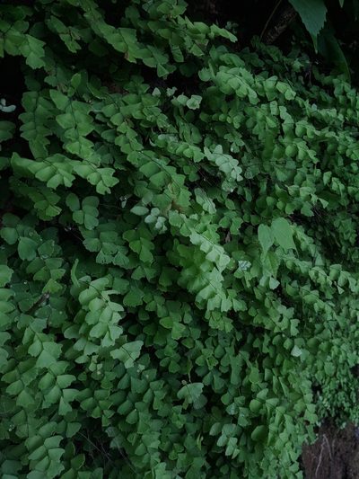 Adiantum deflectens, photographed by Macelo Costa