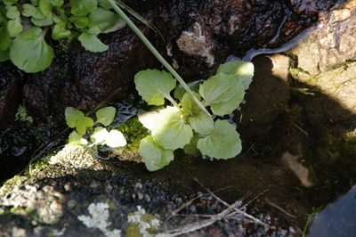Erythranthe inamoena, photographed by Eric Knight