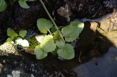 Erythranthe inamoena, photographed by Eric Knight