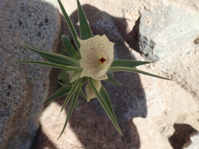 Mohavea confertiflora, photographed by Randal