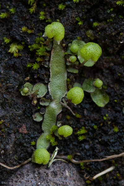 Asterella bolanderi, photographed by Ken-ichi Ueda