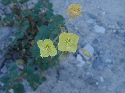 Chylismia cardiophylla, photographed by Randal
