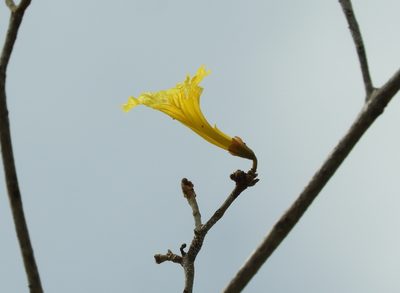 Handroanthus chrysanthus, photographed by Francisco Farriols Sarabia