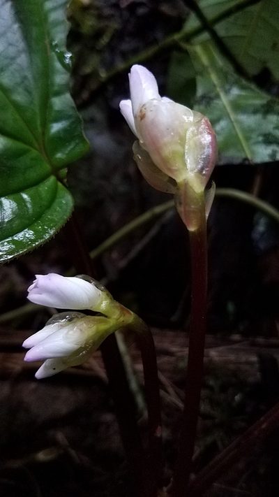 Monolena primuliflora, photographed by Alan Rockefeller
