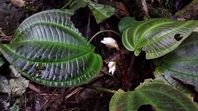 Monolena primuliflora, photographed by Alan Rockefeller