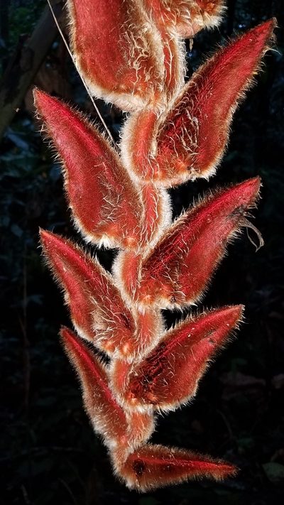 Heliconia vellerigera, photographed by Alan Rockefeller