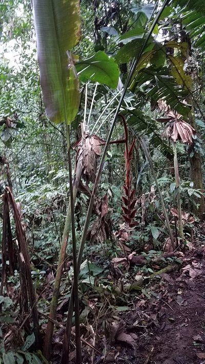 Heliconia vellerigera, photographed by Alan Rockefeller