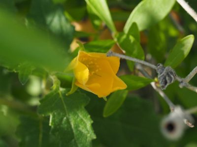 Mentzelia floridana, photographed by mefisher