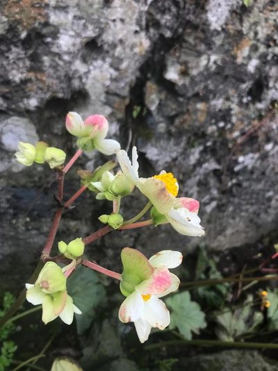 Begonia octopetala, photographed by Círculo de Investigación en Taxonomía, Florística y Ecología Vegetal
