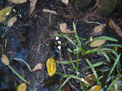 Sagittaria chapmanii, photographed by mefisher