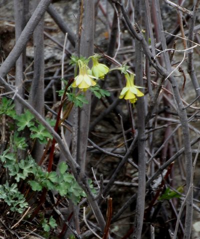 Aquilegia viridiflora, photographed by Анна Васильченко