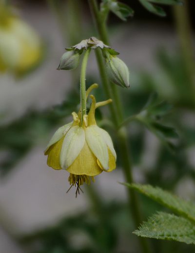 Aquilegia viridiflora, photographed by Анна Васильченко