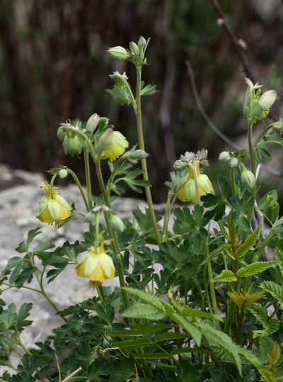 Aquilegia viridiflora, photographed by Анна Васильченко
