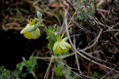 Aquilegia viridiflora