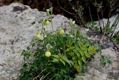 Aquilegia viridiflora, photographed by Анна Васильченко