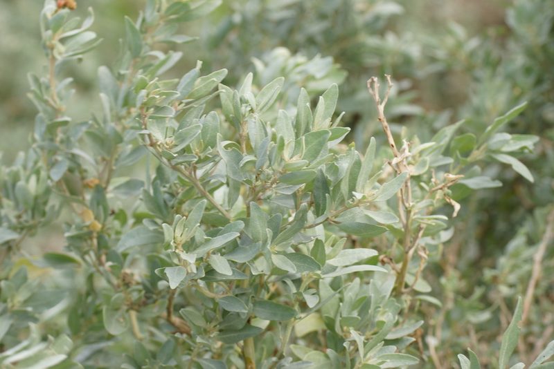 Atriplex paludosa, photographed by Rod Lowther