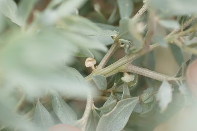Atriplex paludosa, photographed by Rod Lowther