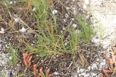 Distichlis distichophylla, photographed by Rod Lowther