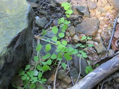 Adlumia fungosa, photographed by Summit Metro Parks
